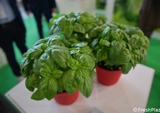 The new basil presented at the fair: SAT 24020