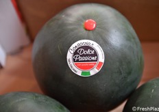 The first watermelons were picked in Sicily