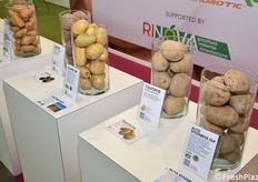 Exhibition of different potato varieties.